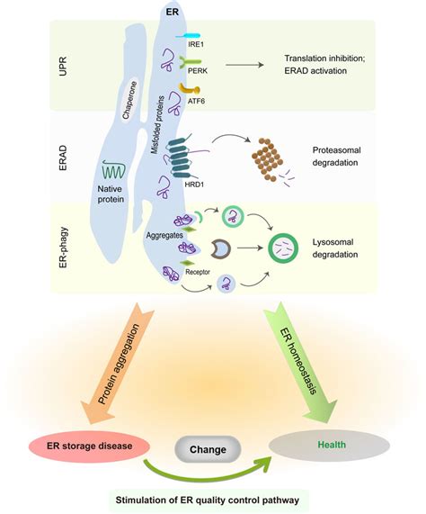 how are proteins analyzed in a qc laboratory|protein quality control research paper.